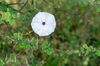 morning glory, tarangire national park, tanzania | sony a6400 + sony FE 70-200mm f4